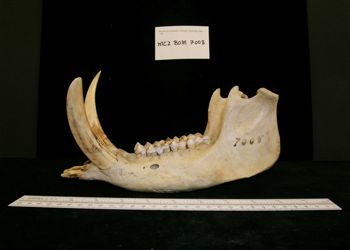 Media type: image;   Mammalogy BOM-7008